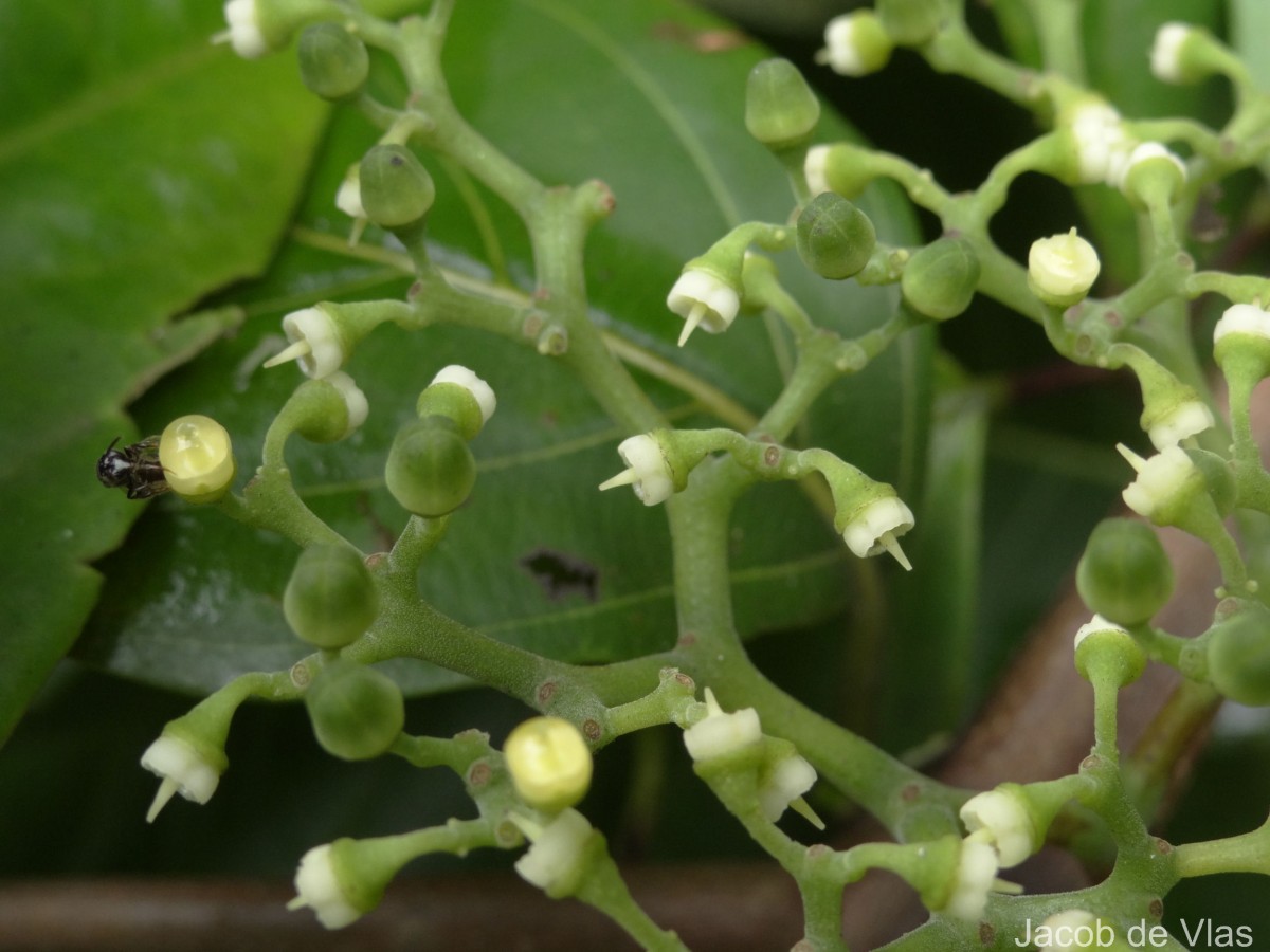 Cayratia reticulata (M.A.Lawson) Mabb.